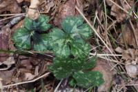 Ranunculus serpens
