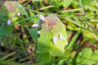 Lamium purpureum