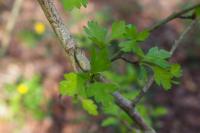 Crataegus monogyna