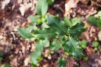 Ilex aquifolium