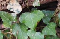 Hedera helix