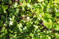 Potentilla sterilis