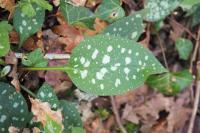 Pulmonaria affinis