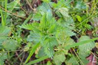 Urtica dioica