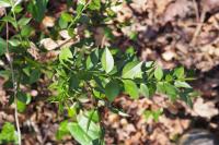 Ruscus aculeatus