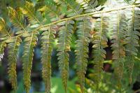 Polystichum setiferum