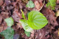 Dioscorea communis