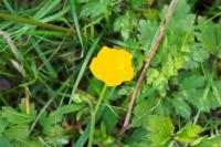 Ranunculus repens