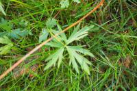 Ranunculus acris