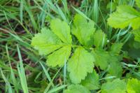 Geum urbanum