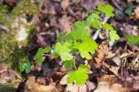 Acer campestre