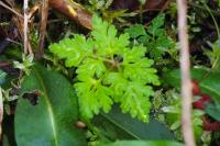 Geranium robertianum
