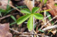 Potentilla reptans