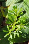 Galium aparine