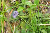 Globularia bisnagarica