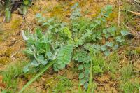 Poterium sanguisorba