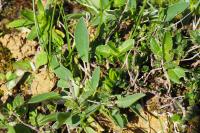 Anthyllis vulneraria