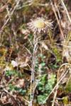 Carlina vulgaris