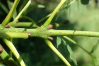 Fraxinus angustifolia