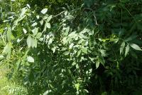 Fraxinus angustifolia