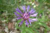 Cyanus semidecurrens