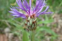 Cyanus semidecurrens