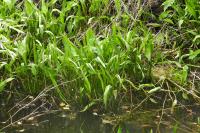 Alisma lanceolatum
