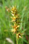 Carex spicata
