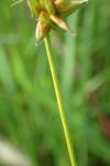 Carex spicata