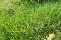 Carex spicata