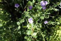 Convolvulus sabatius