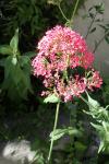Centranthus ruber