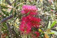 Callistemon