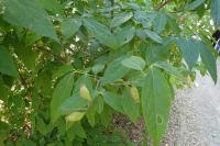 Chimonanthus praecox