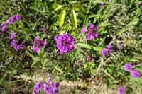 Verbena rigida
