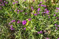 Verbena rigida