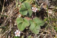 Potentilla micrantha