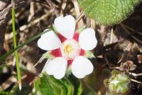 Potentilla micrantha