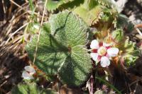 Potentilla micrantha