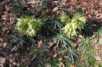 Helleborus foetidus