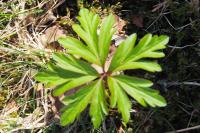Anemone ranunculoides