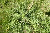 Cirsium eriophorum