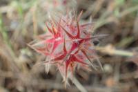 Trifolium stellatum