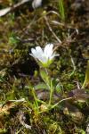 Cerastium pumilum