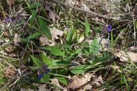 Pulmonaria longifolia