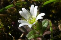Cerastium pumilum