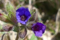 Pulmonaria longifolia