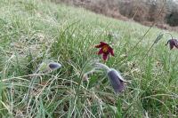 Pulsatilla rubra