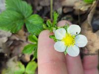 Fragaria vesca