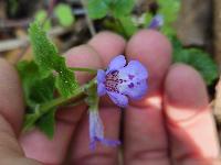 Glechoma hederacea